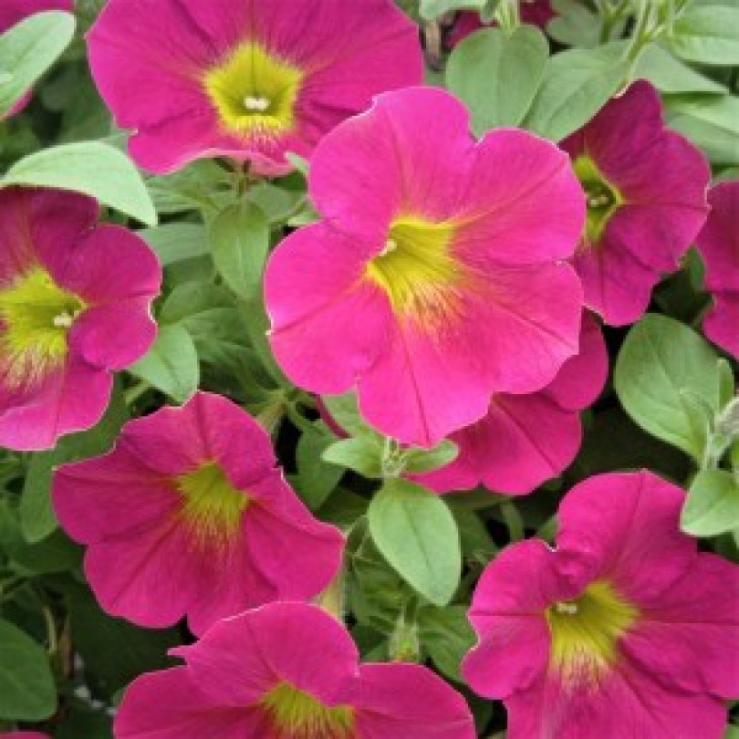 Capella Sangria2_300x300